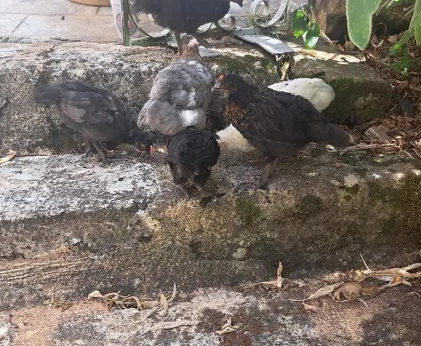 Le Bancarel, 6 Personnes Entre Lot Et Dordogne *